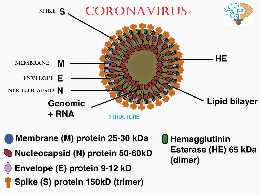 Коронавирус способы. Коронавирус строение. Коронавирус микробиология строение. Коронавирус структура. Коронавирус схема.