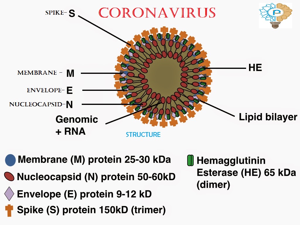Коронавирус голова. Коронавирус строение. Коронавирус микробиология строение. Коронавирус структура. Коронавирус схема.